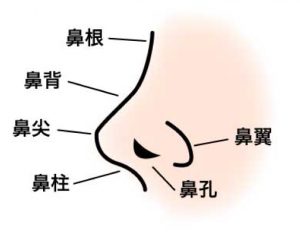 鼻の部位